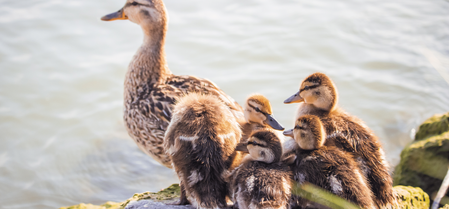Top 8 places to see ducks in London